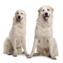 쇼독(Show dog) 이미지