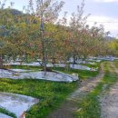 김삿갓사과농원 이미지