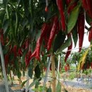 상순이네 하우스 이미지