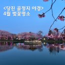 골정지 | 당진 골정지 벚꽃 봄에 가야할 4월 벚꽃명소 골정저수지 야경