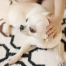 함께오래 동물병원 이미지