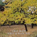 위로(고옥주 시,이안삼 곡) 정혜숙 소프라노 &amp; Piano 권경순 이미지