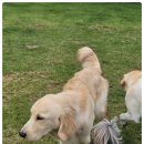 애견카페왕 이미지