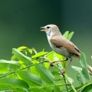 하도소리 이미지