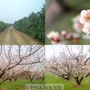 섬진강매실농원