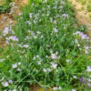 열무네집 이미지