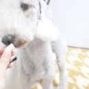 오키독키 이미지