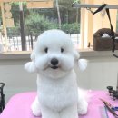 오도르봉 이미지