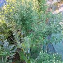 둥지 펜션 | 경주펜션, 둥지가족펜션 친구들이랑 동기회 잘 보낸 후기