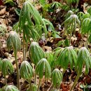 야생화답사 이미지