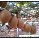 심가네농장 이미지