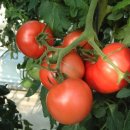 토마토PC 이미지