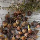 소슬농장 이미지