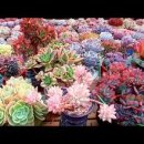 해림농장 이미지