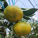 철이농장 이미지