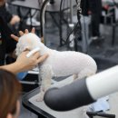 꿈의 애견미용 이미지