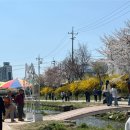 원성천 | 천안 아기랑 원성천 벚꽃 놀이 다녀온 후기