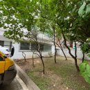 [공지] 강남 압구정 아파트 화단 조경 작업 후기, 숨고 만족도 높은 이유와 초보 가드닝 꿀팁까지!