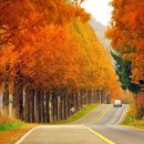 메타세콰이어길 이미지