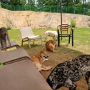 개두방정 이미지