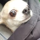 우솔동물병원 이미지