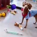 애견보육센터 하늘개린이집 이미지