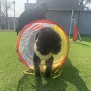 GPS 애견학교 이미지