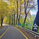 청주가로수길 이미지