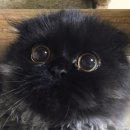 장화신은고양이 이미지