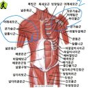 명치라인 위아래 분리ㅡ 상체 중체 하체 이미지