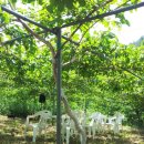 치악농장 이미지