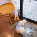모모술방