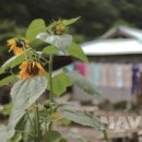 곰배령 꽃길 이미지