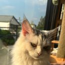 집사의하루 연남점 이미지