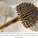Aspergillus niger 아스페르길루스 니제르 /아플라톡신생산 이미지