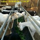 알파농장 이미지