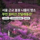 진달래 핀 풍경 | 부천 원미산 진달래동산 서울 근교 봄꽃축제 나들이 명소 가는 방법 시간 꿀팁 (4/2 방문)