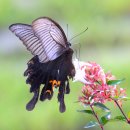 긴꼬리제비나비 이미지