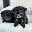 대박펫살롱 이미지