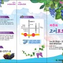 제8회 담양고서 포도축제(8/23~8/25) 이미지