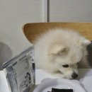 너구리 유격대 이미지