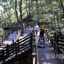화왕산 자연휴양림 무장애나눔길 조성 네이버블로그