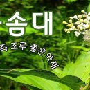 풀솜대 야생화의신비 194편 #풀솜대 구황식물로 특히 절에서 죽을 쑤어 먹곤 했다 이미지