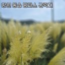 의창-동읍-4-비-4 | 창원 동읍 팜파스 군락지, 은빛 물결 만나는 가을 생태여행 위치 주차 방문시기