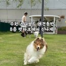 펫웨이브 광교지점 | 수원 스타필드 애견동반 꿀팁 | 8층 펫파크 강아지 운동장에서 신나게 놀고 온 후기