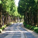 한국관광 100선 - 5. "누구나 편하게 걷는 아름다운 숲길" 제주절물자연휴양림 다함께 무장애 나눔길 이미지