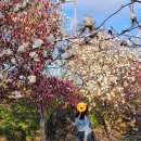 칠산초등학교 | 김해 목련숲 가는법 총정리 (주차장 위치, 여유로운 시간 꿀팁까지)