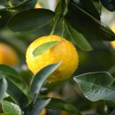 레몬 이미지