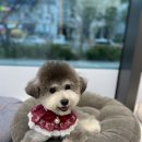 포우포우 반려견 유치원 이미지