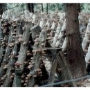 표고버섯 재배용 골목에서 버섯을 수확하는 방법 이미지